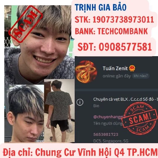 Zenit Tùng Núi